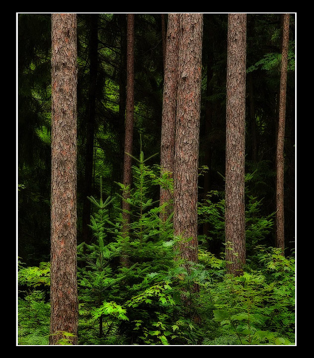 Pine Forest +