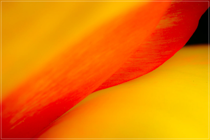 Tulip Curves