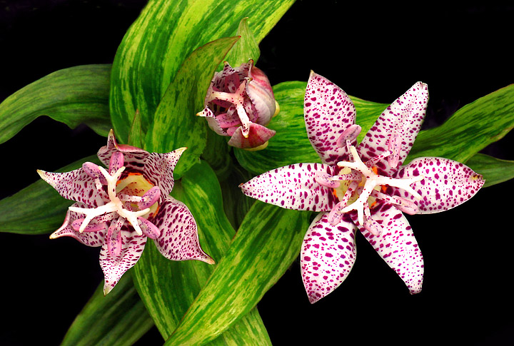 Toadlilies-top view