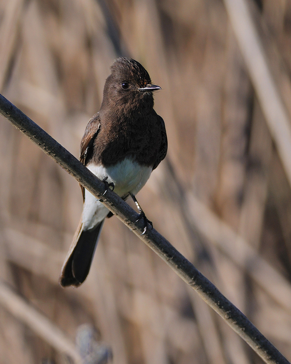 Black Phoebe