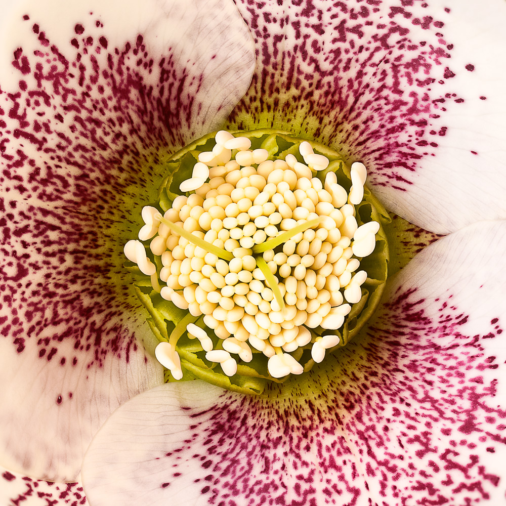 Hellebore stack