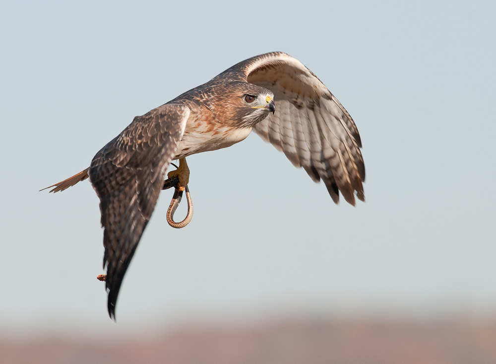 Flyby Hawk