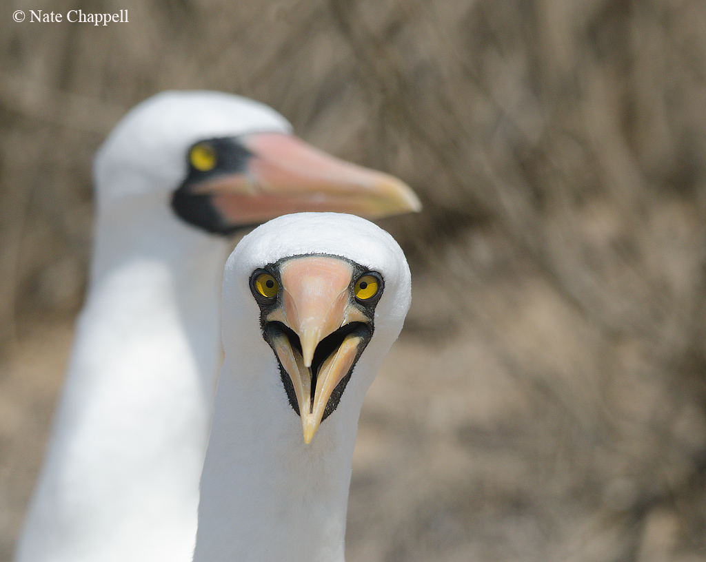 Nazca Boobies + repost