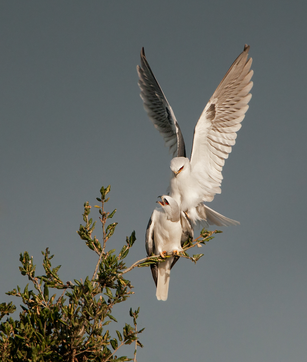 Mating White Tail Kites