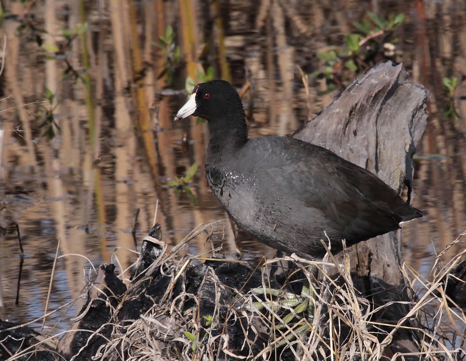 American Coot
