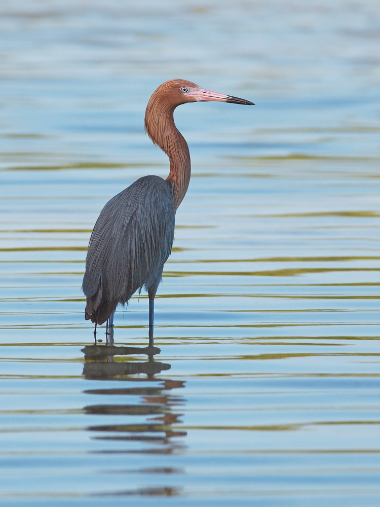 Reddish Egret