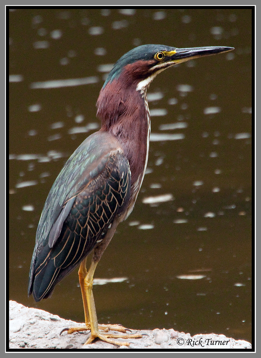 Green Heron on the Rocks