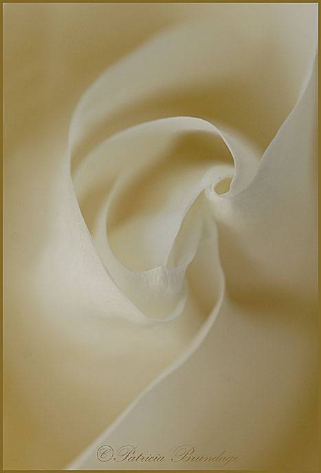 Rose Delight