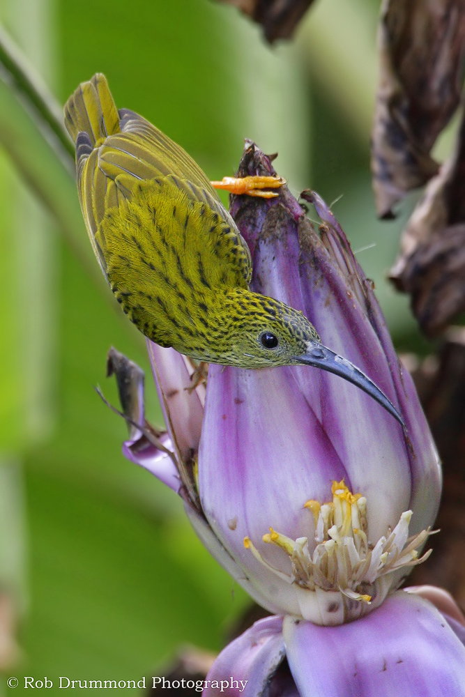 Streaked Spiderhunter #2