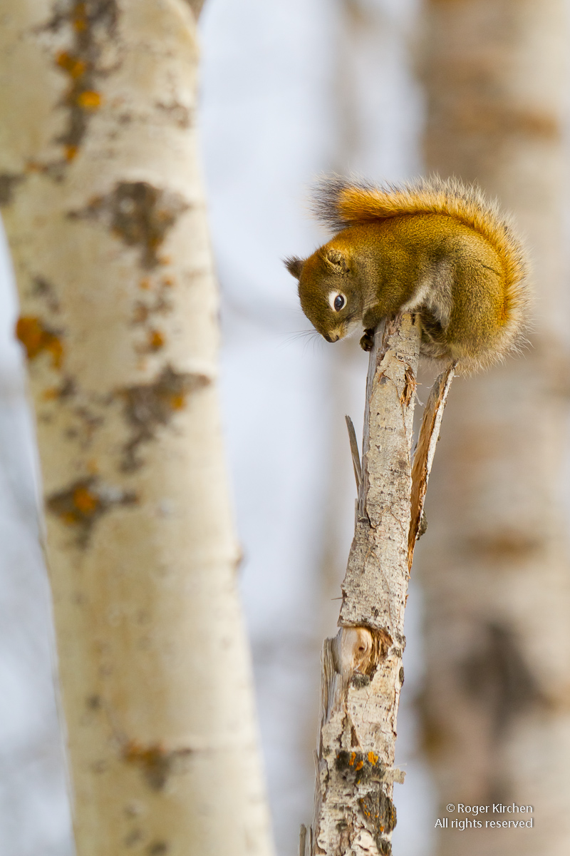 Squirrel on a Stick (+ Repost)
