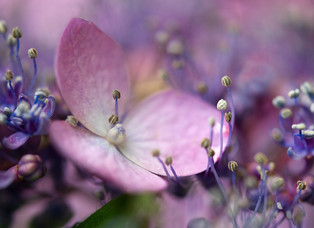 Hydrangea satellite 