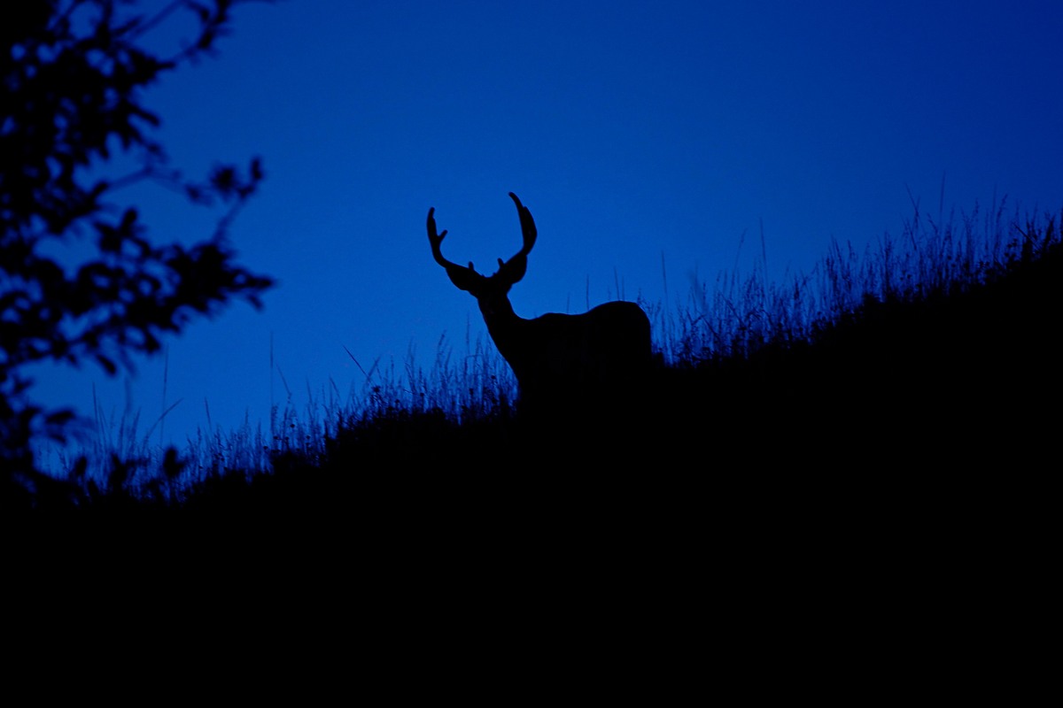 Ridgeline Buck.....