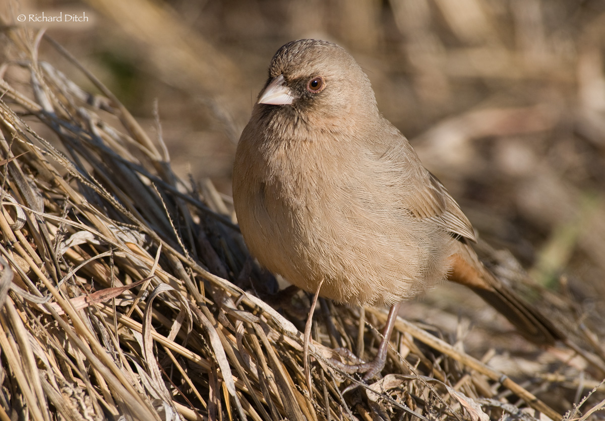 Abert's Towhee