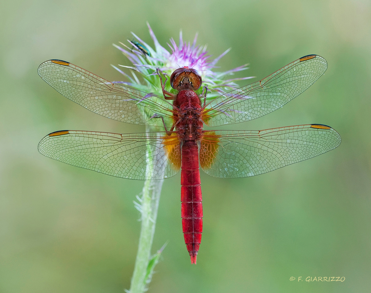 Red dragonfly