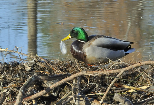 Feather Bill
