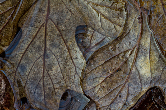 February thaw