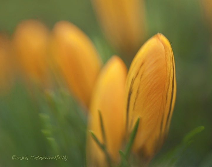 Crocus Companions