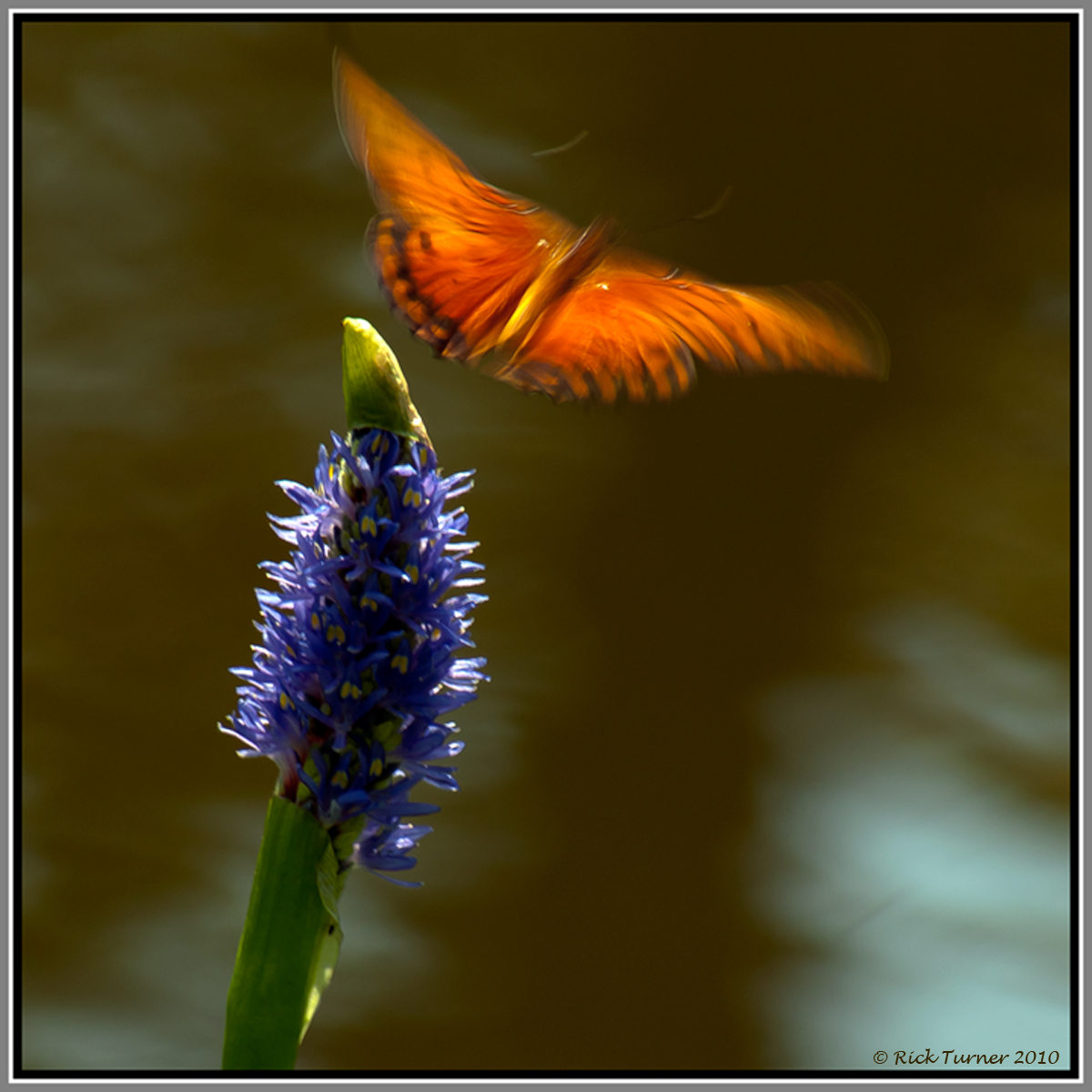 Fly Away