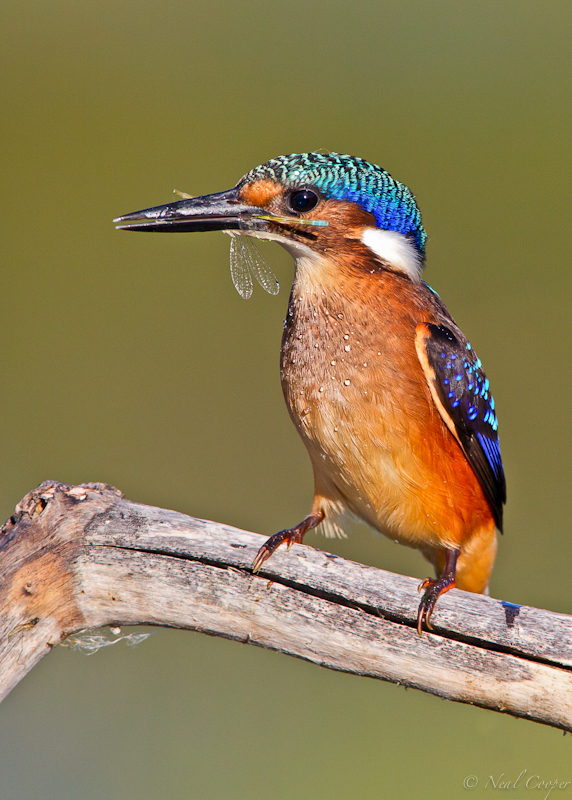 Young Fisherman