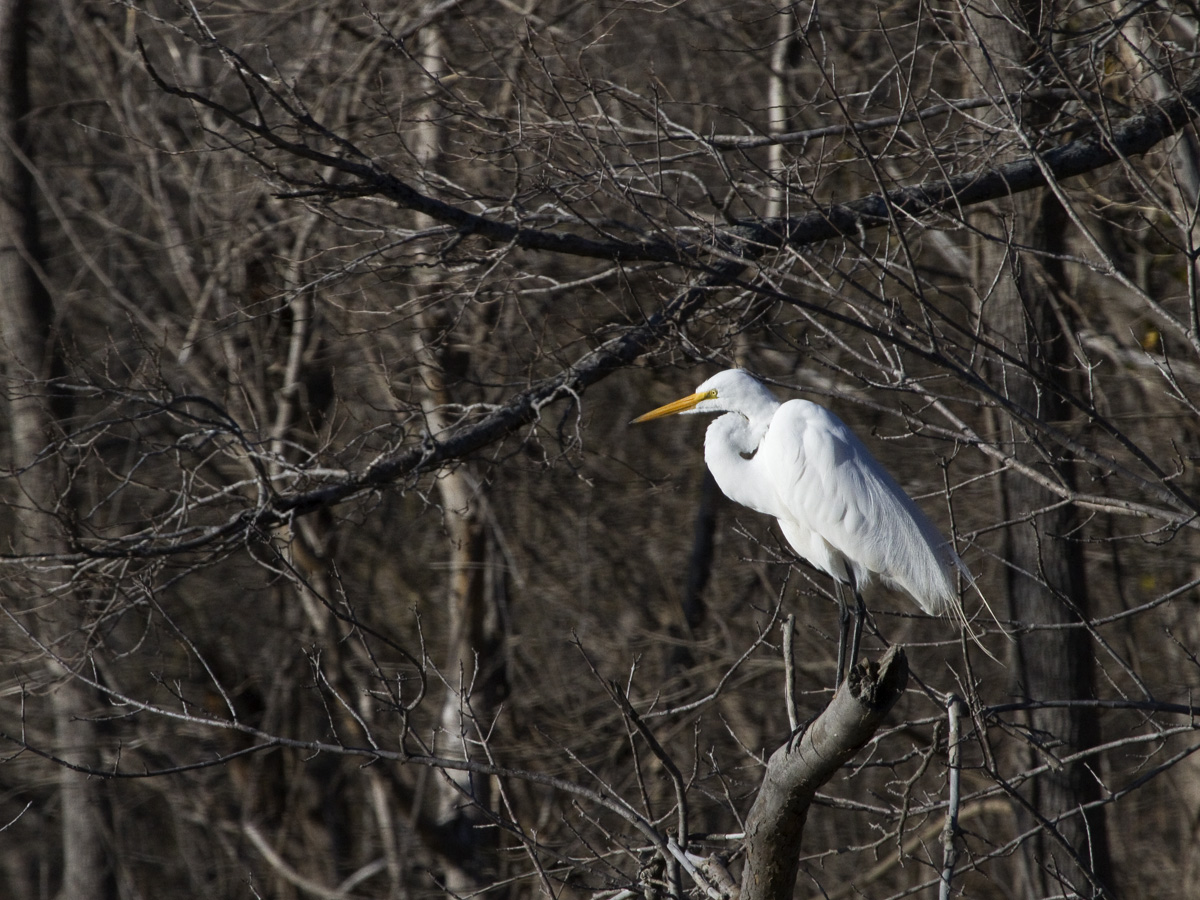 Great Egret