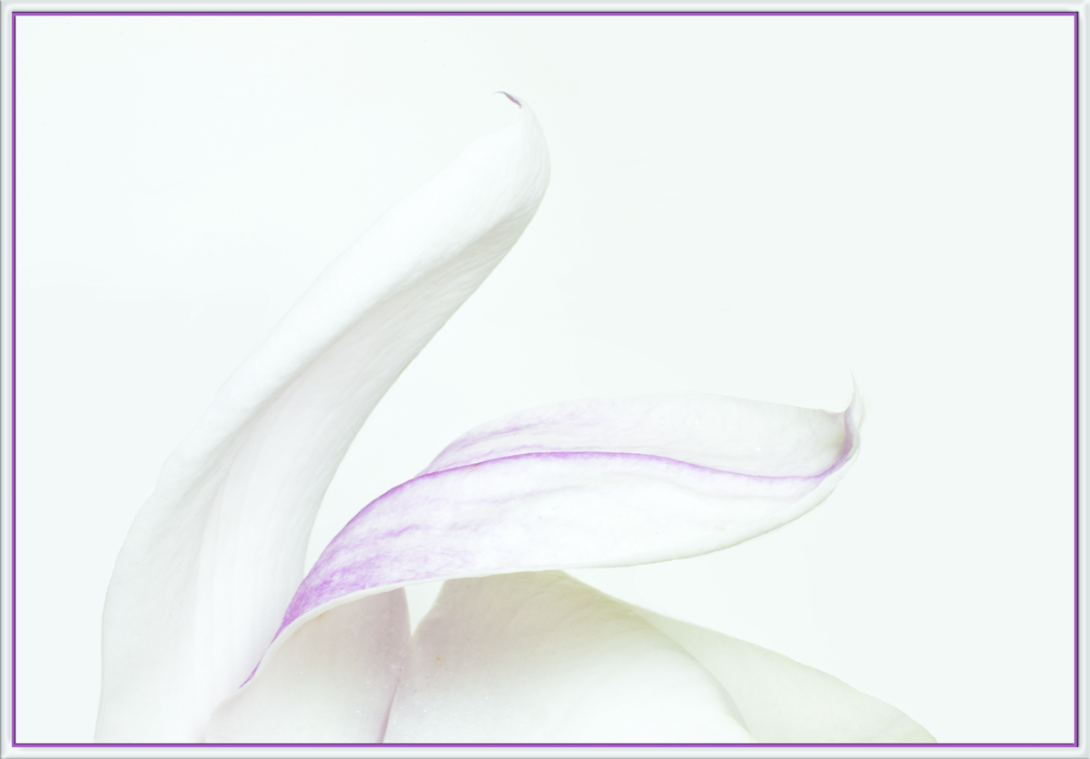 First Magnolia w/ Edits