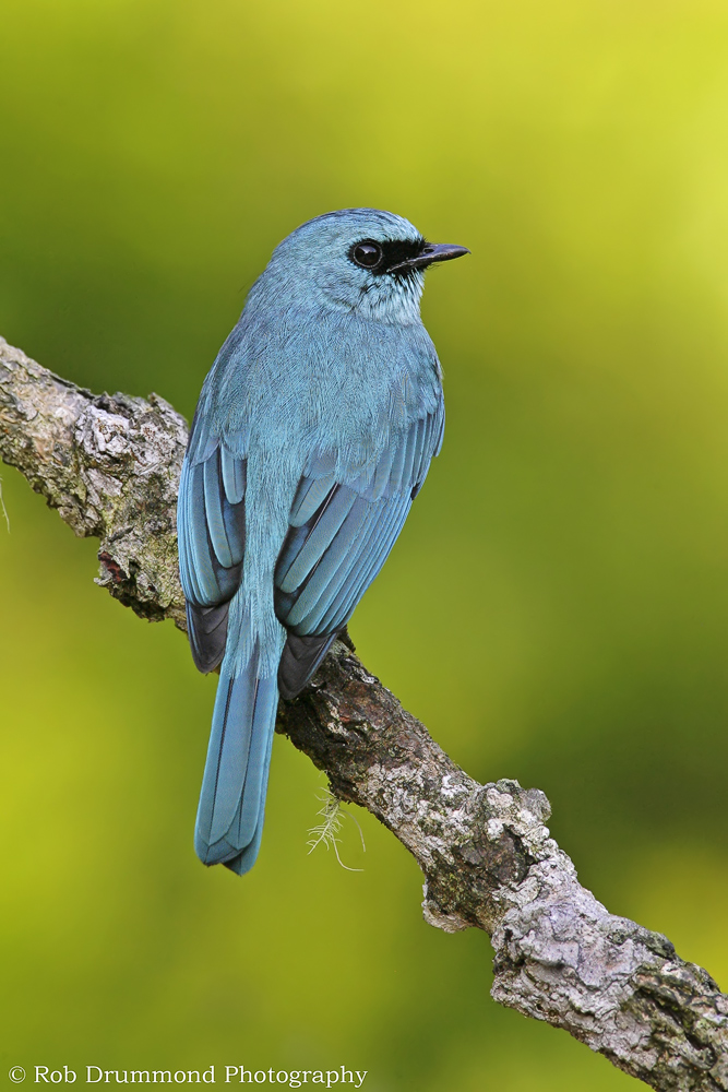 Verditer Flycatcher