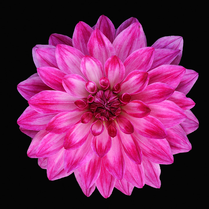 Dalia