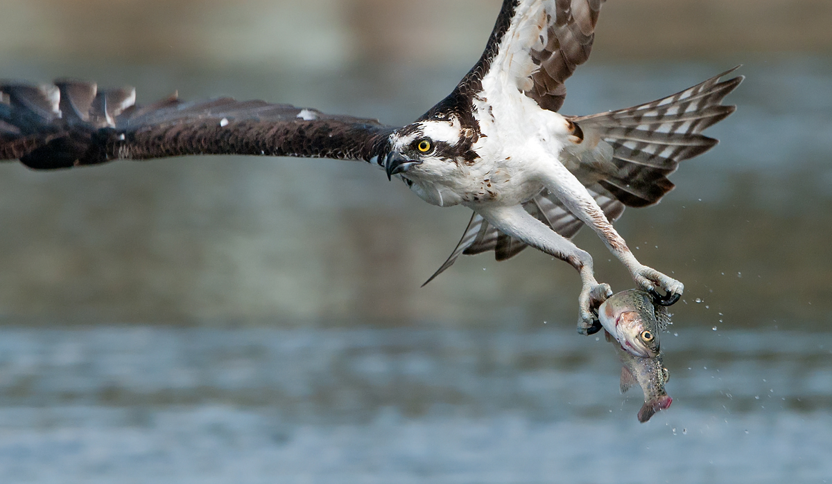 Osprey with Fish