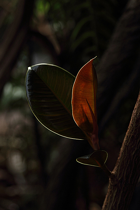 Rainforest plant