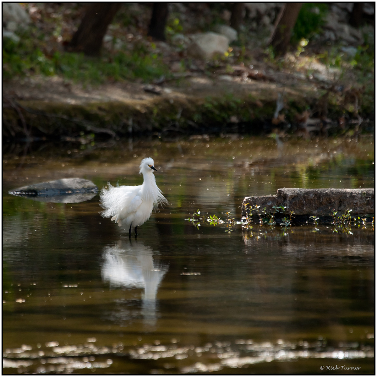 Shake those Feathers