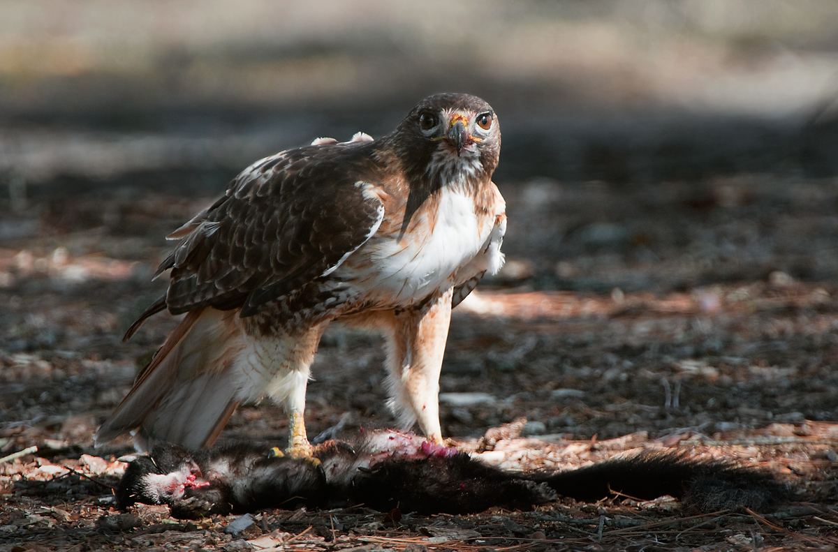 Redtail Hawk