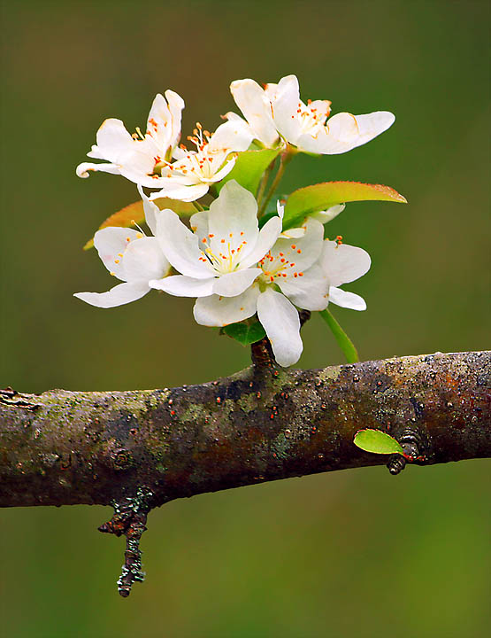 Flowering tree