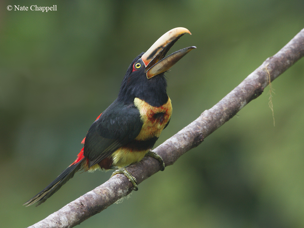 Pale-mandibled Aracari