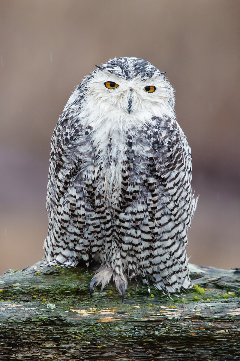 Rainy Owl 2