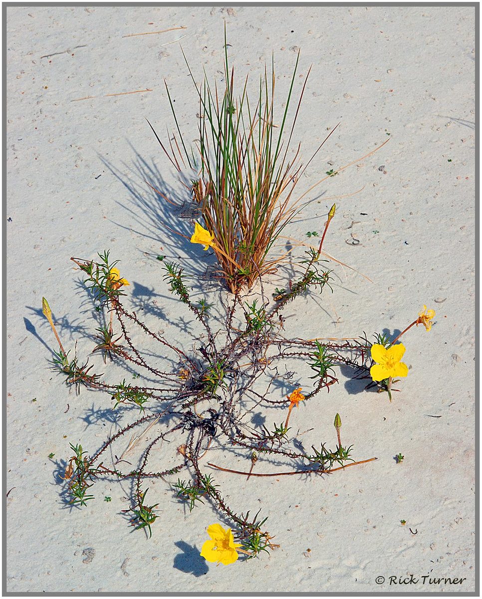 Desert Beauty