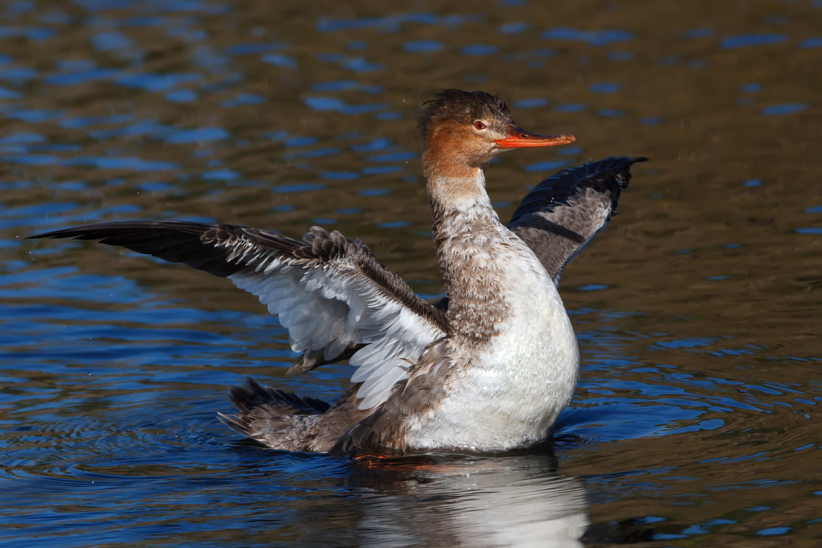 Mreganser Stretching