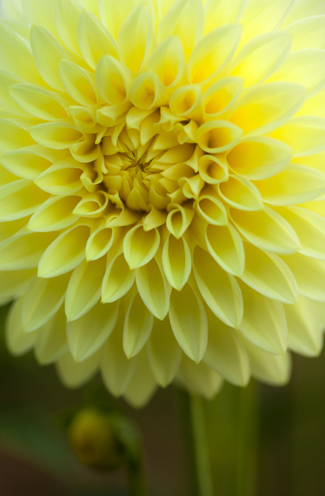 Dressed in Yellow