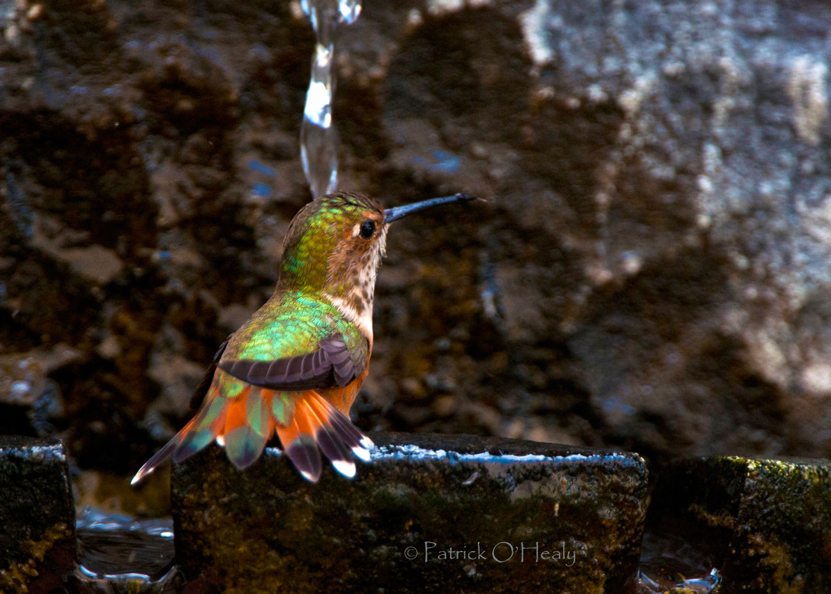 Hummingbird Fountain