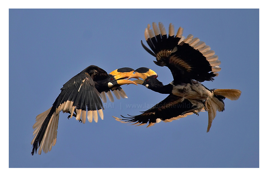 ~ Mid-air Acrobatics ~