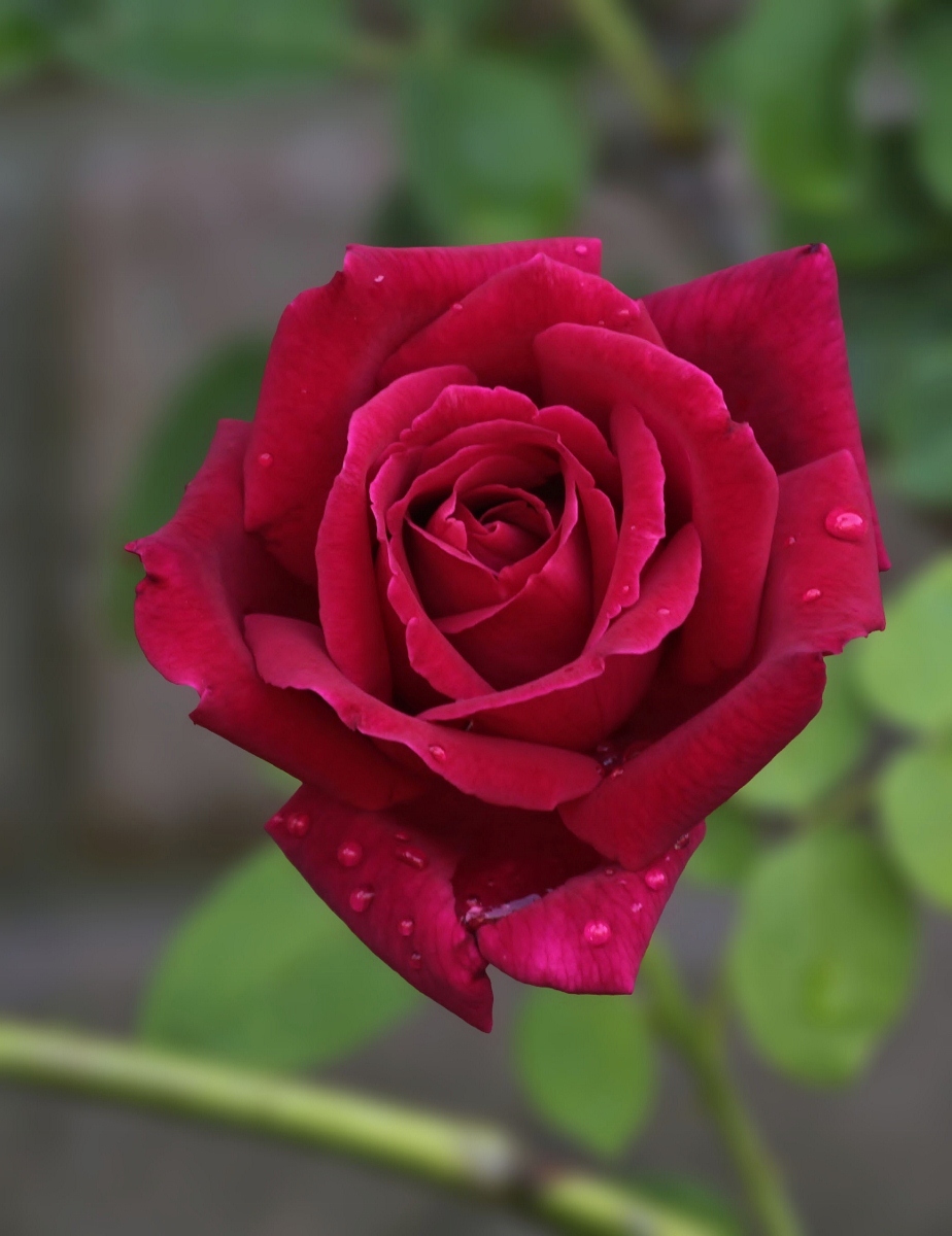 1st Rose