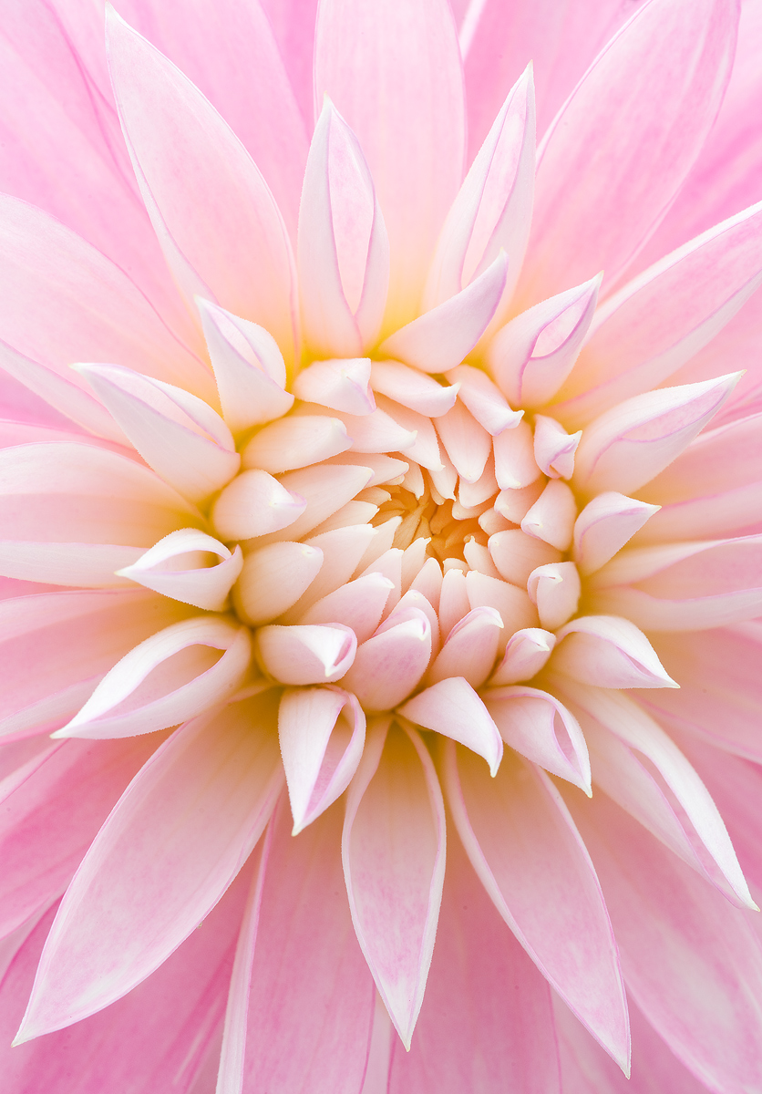 Dahlia 
