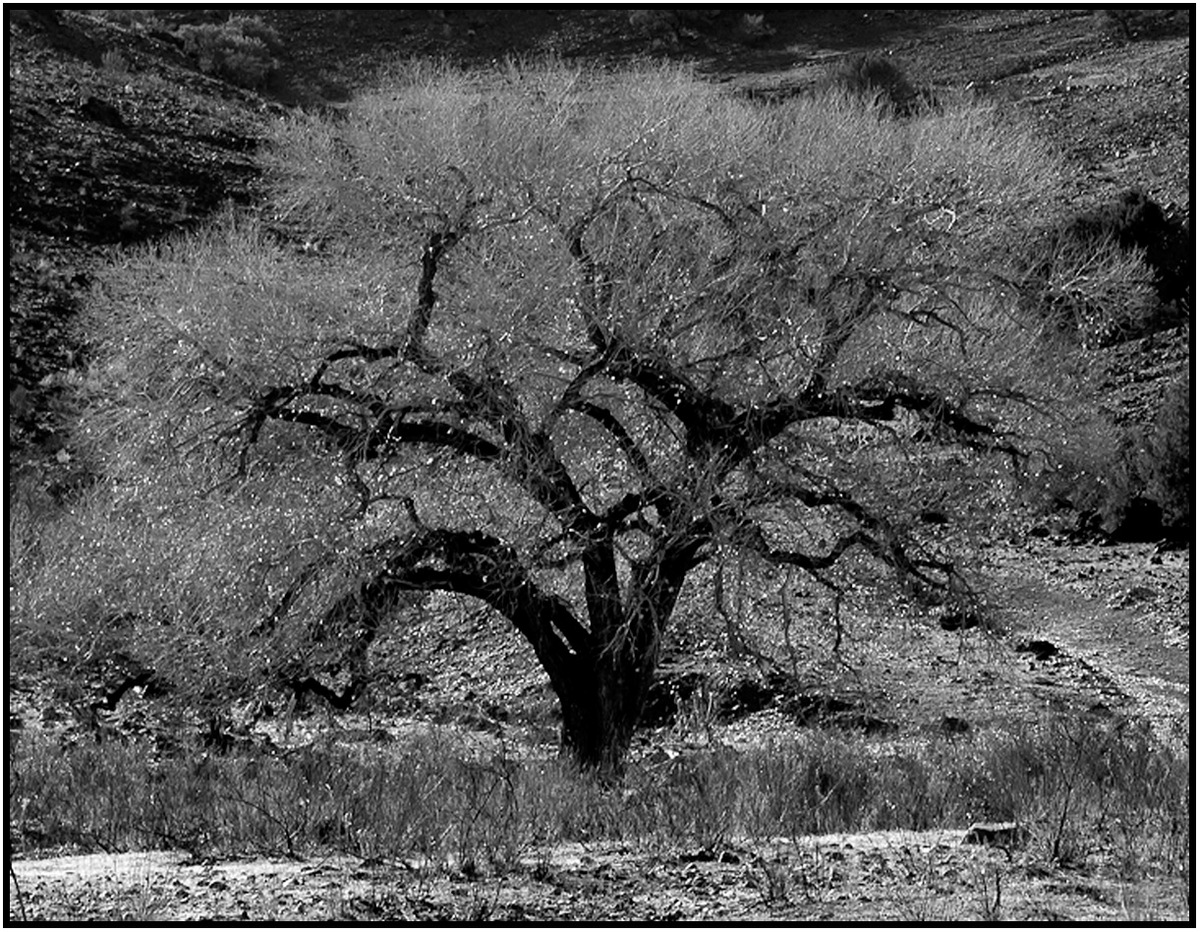 Majastic Cottonwood