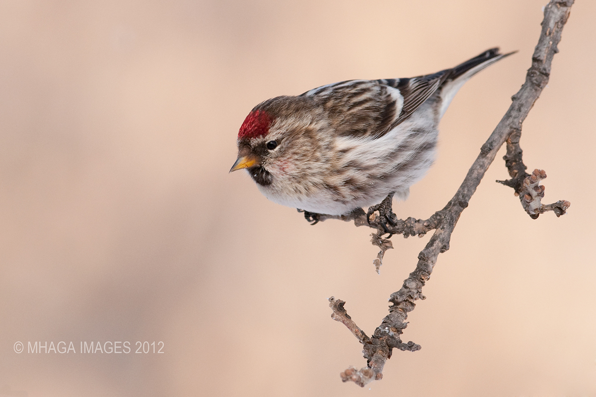 Common Redpoll