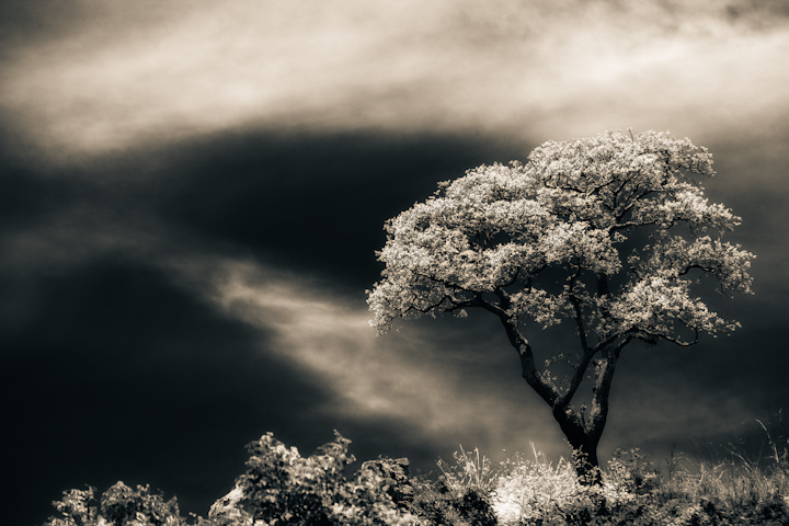 Mystery Tree