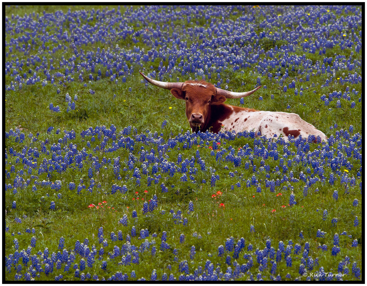 Longhorn in Bluebonnets