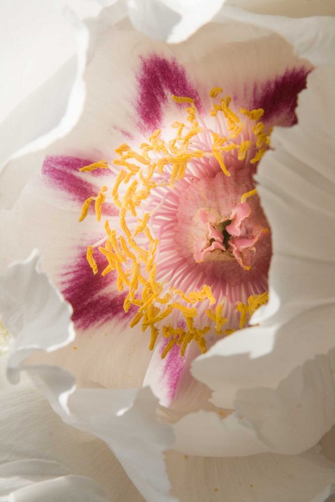 Inside the Peony