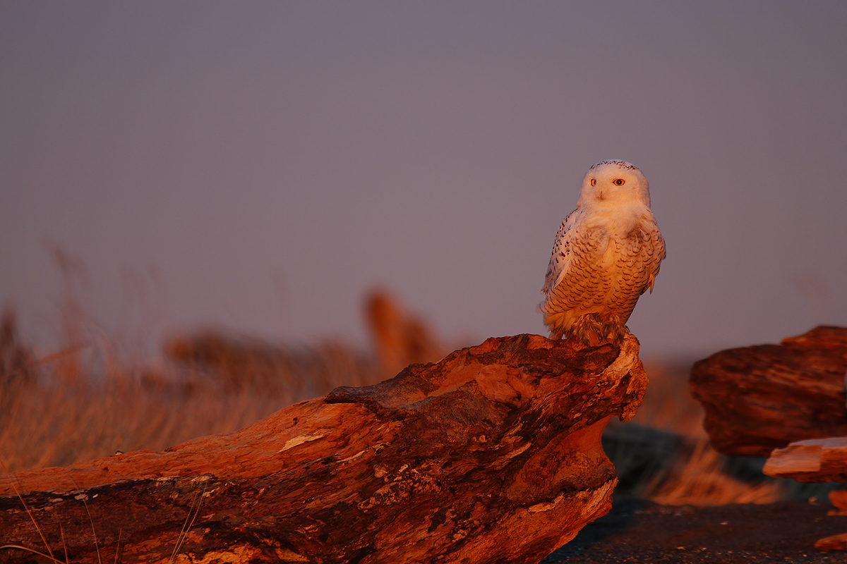 Snowy Owl at First Light