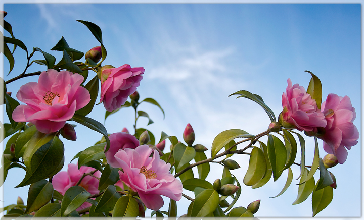Camellia Bush