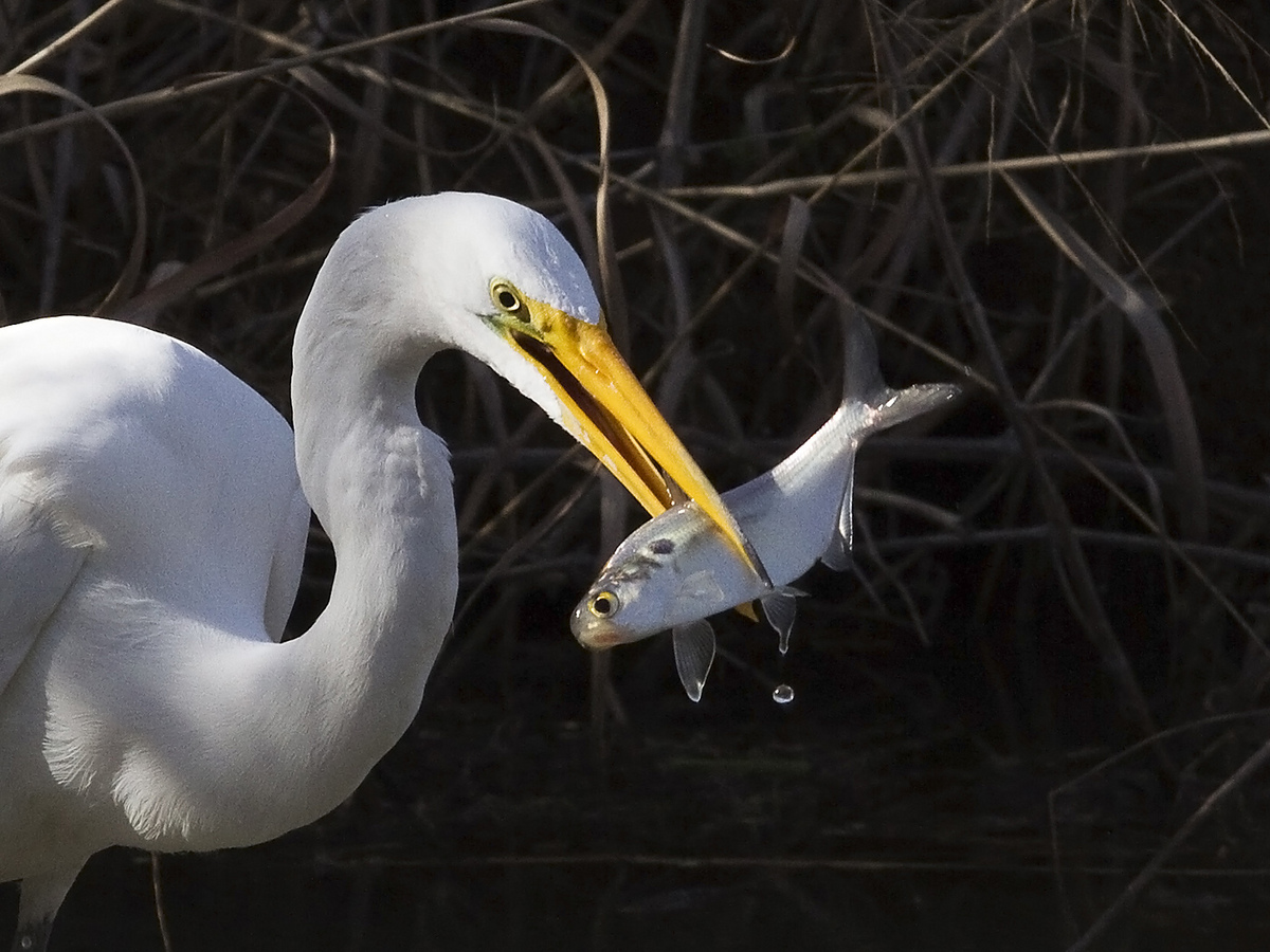 Egret Lunch