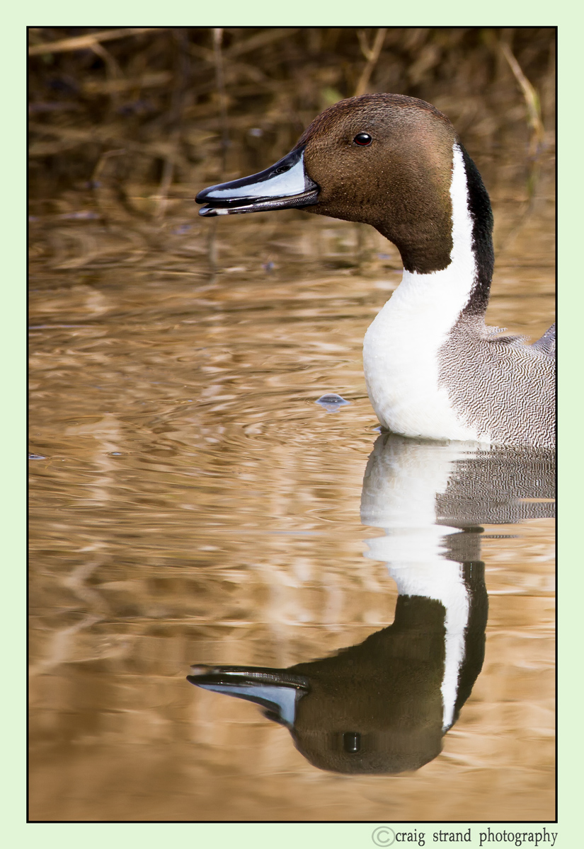 Pintail portrait